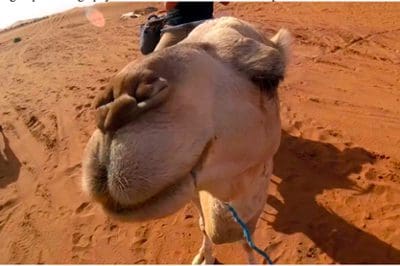 Close-up of a camel
